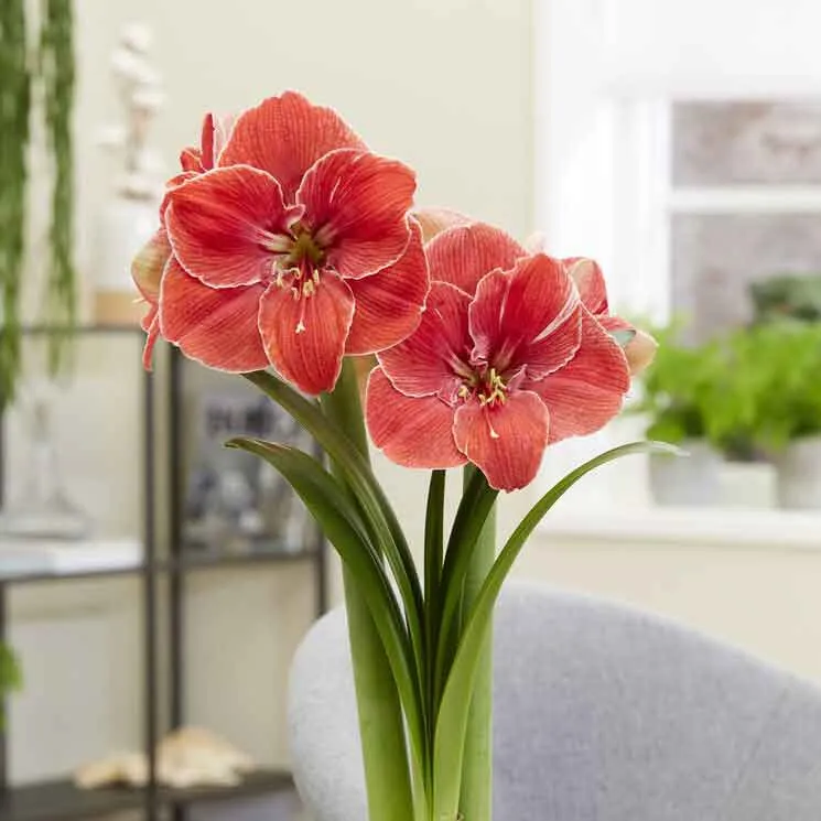 Amaryllis Bulbs - Magical Touch