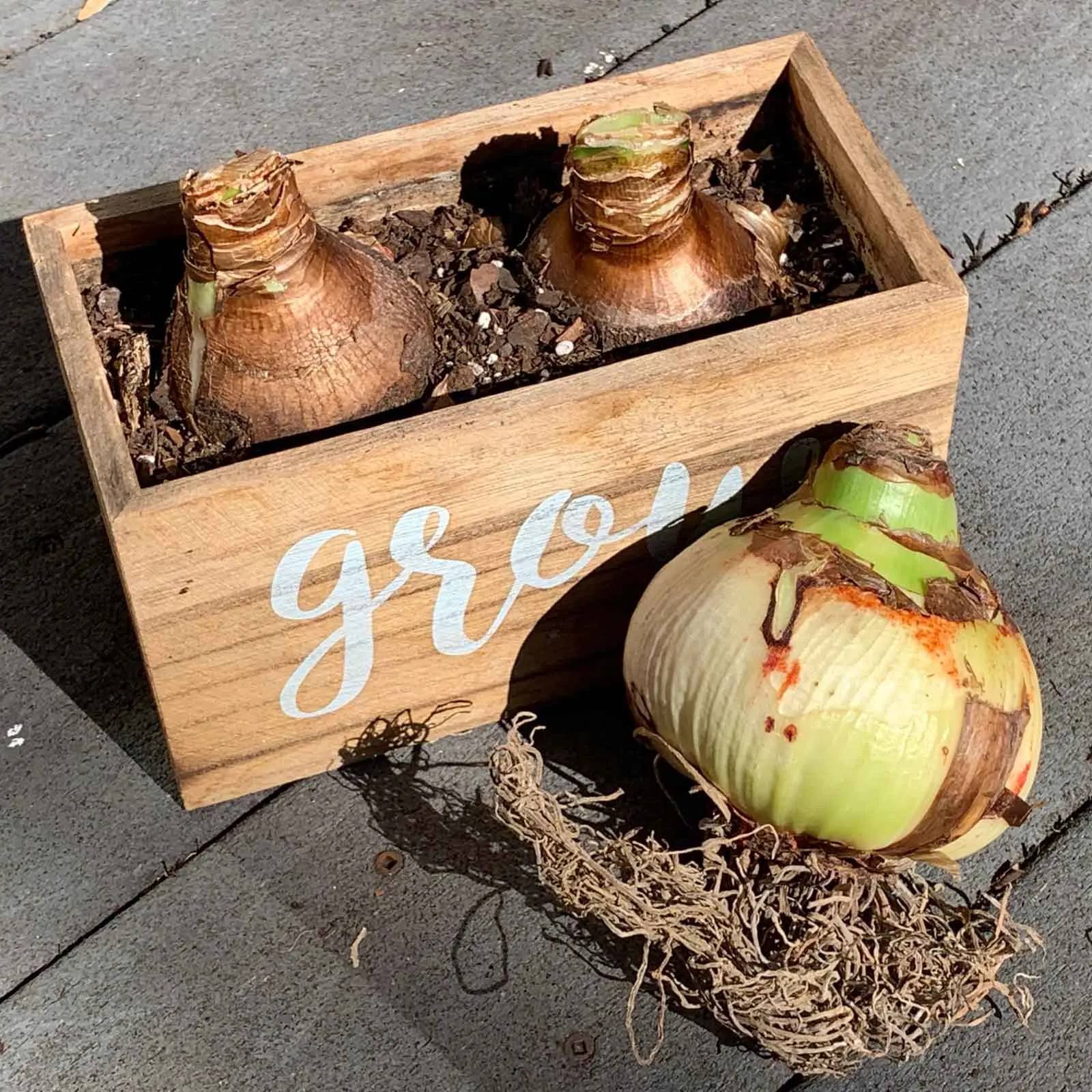 Amaryllis Bulbs - Magical Touch