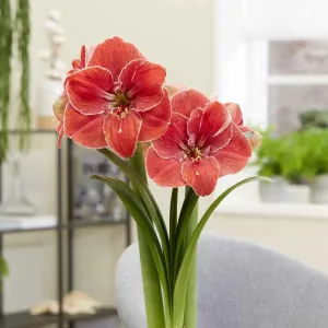 Amaryllis Bulbs - Magical Touch