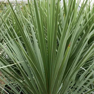 Cordyline australis - Cabbage Tree