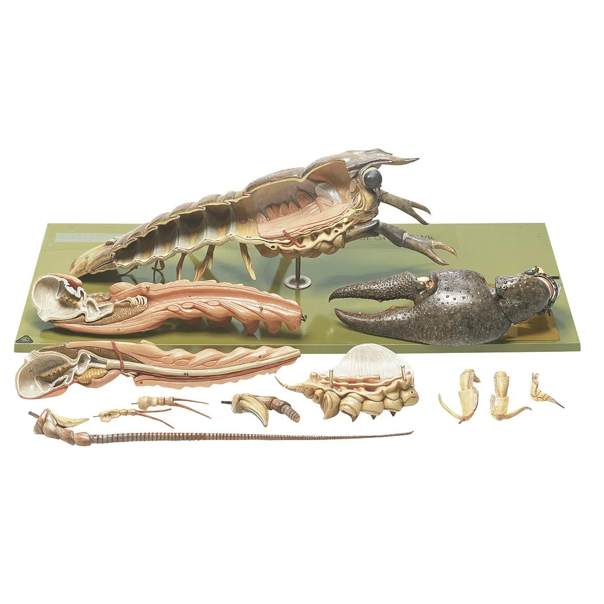 Crayfish or Precious Crayfish
