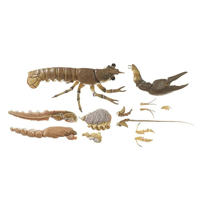 Crayfish or Precious Crayfish