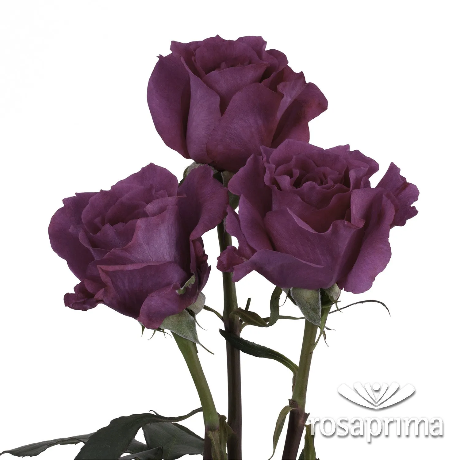 Mamy Blue Garden Rose