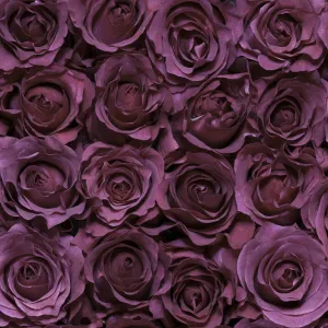 Mamy Blue Garden Rose