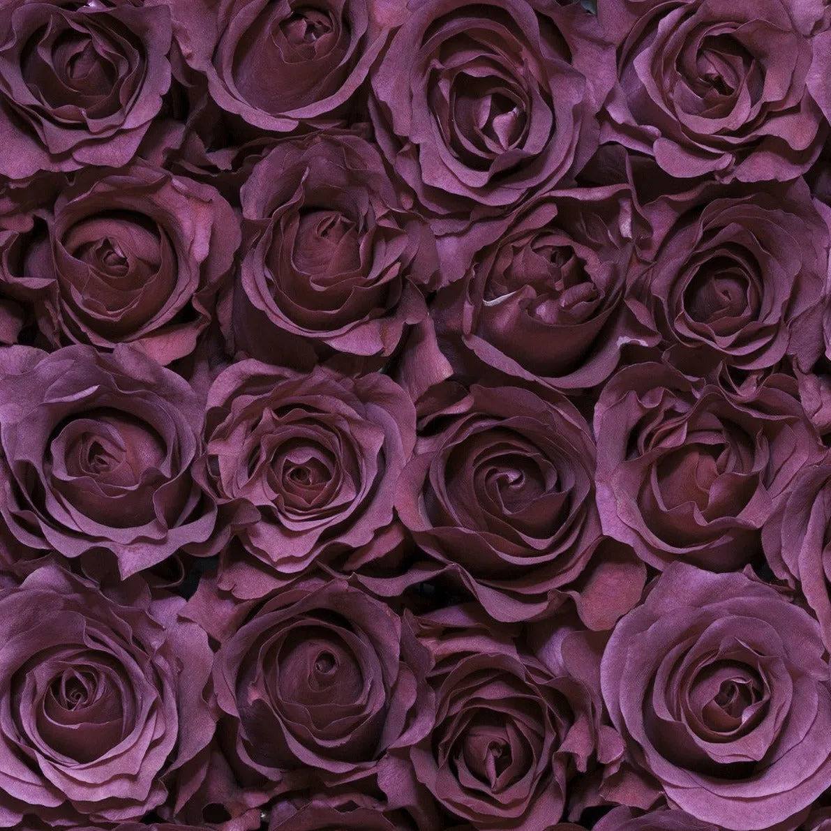 Mamy Blue Garden Rose