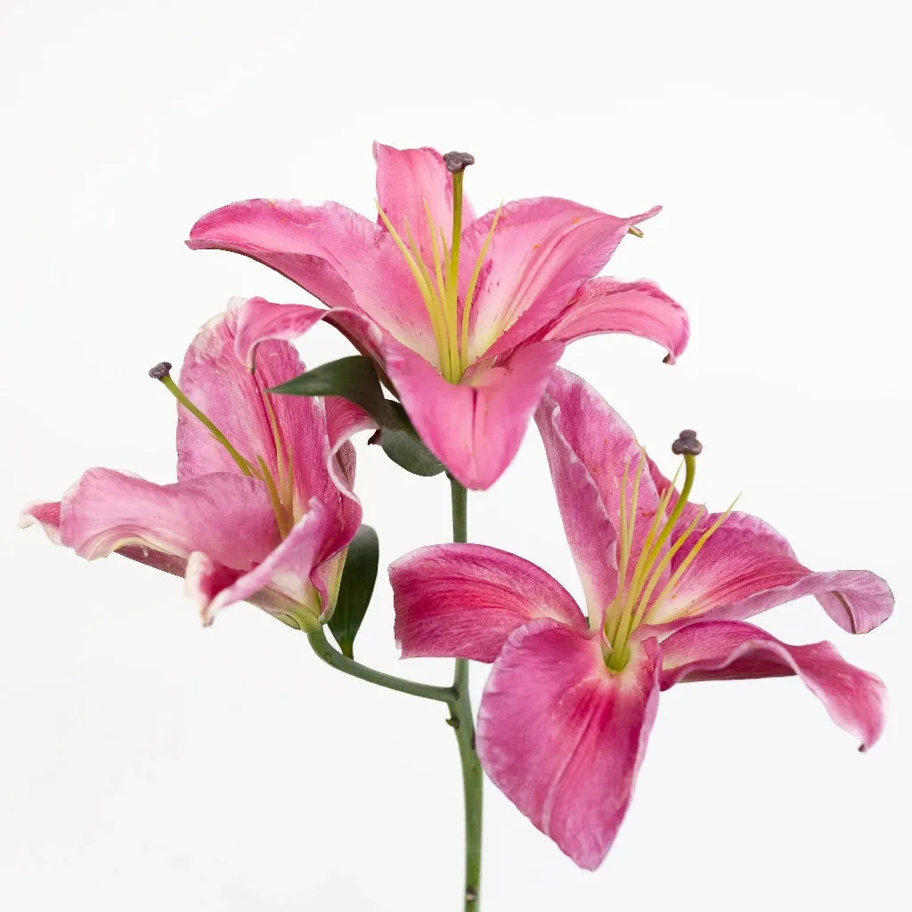 Pink Oriental Lilies