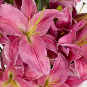Pink Oriental Lilies