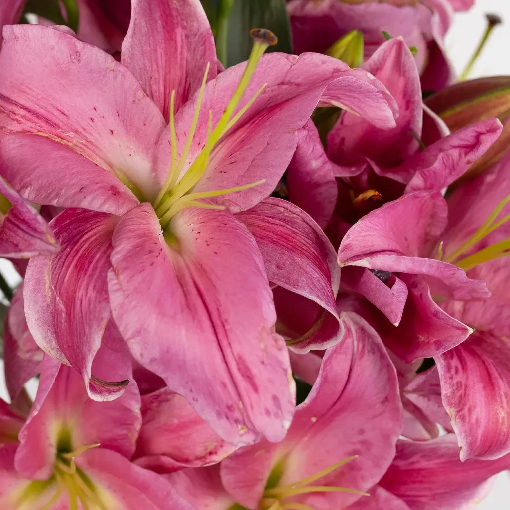 Pink Oriental Lilies